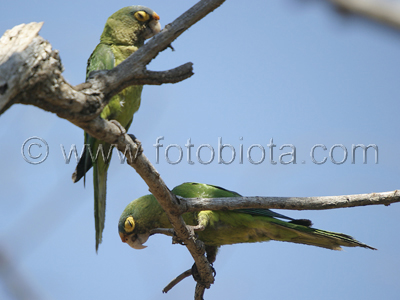      Aratinga canicularis