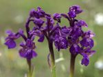 Green-winged Orchid    Orchis morio