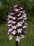 Lady Orchid    Orchis purpurea