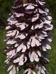      Orchis purpurea