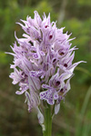 Three-toothed Orchid    Orchis tridentata