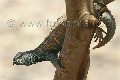      Uromastyx ornatus