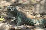 Ornate Spiny-tailed Lizard   Uromastyx ornatus