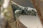 Ornate Spiny-tailed Lizard   Uromastyx ornatus
