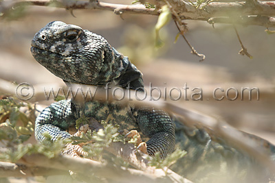      Uromastyx ornatus