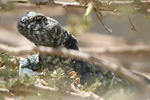Ornate Spiny-tailed Lizard   