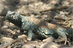 Ornate Spiny-tailed Lizard   