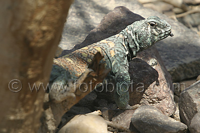      Uromastyx ornatus