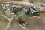 Ornate Spiny-tailed Lizard   Uromastyx ornatus