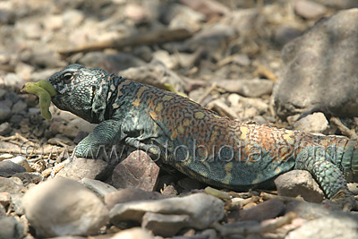      Uromastyx ornatus