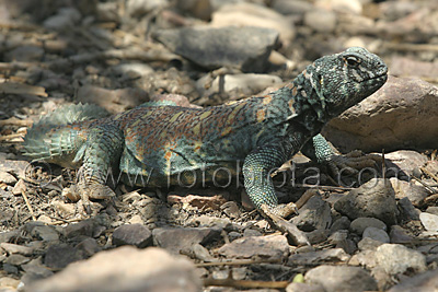      Uromastyx ornatus