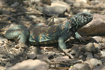 Ornate Spiny-tailed Lizard   Uromastyx ornatus