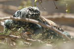 Ornate Spiny-tailed Lizard   Uromastyx ornatus