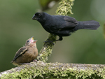 Thick-billed Seed-finch    Oryzoborus funereus