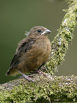 Thick-billed Seed-finch    