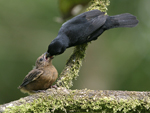 Thick-billed Seed-finch    Oryzoborus funereus