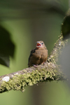 Thick-billed Seed-finch    Oryzoborus funereus