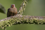 Thick-billed Seed-finch    Oryzoborus funereus