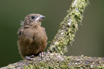 Thick-billed Seed-finch    Oryzoborus funereus