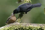 Thick-billed Seed-finch    Oryzoborus funereus