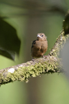 Thick-billed Seed-finch    