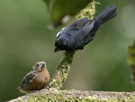 Thick-billed Seed-finch    Oryzoborus funereus