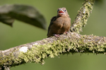 Thick-billed Seed-finch    