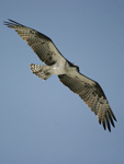 Osprey    Pandion haliaetus