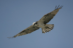 Osprey    Pandion haliaetus