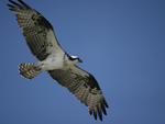 Osprey    Pandion haliaetus