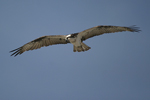 Osprey    Pandion haliaetus