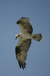 Osprey    Pandion haliaetus