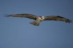 Osprey    Pandion haliaetus