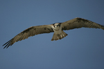 Osprey    Pandion haliaetus