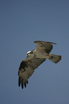 Osprey    Pandion haliaetus