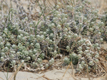      Otanthus maritimus