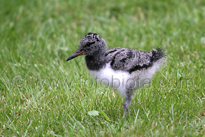     Haematopus ostralegus