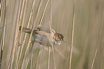 Paddyfield Warbler   Acrocephalus agricola