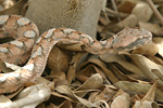 Palestine Saw-scaled Viper   Echis coloratus