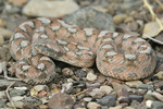 Palestine Saw-scaled Viper   Echis coloratus