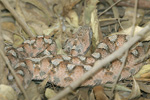 Palestine Saw-scaled Viper   