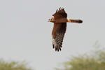 Pallid Harrier    Circus macrourus