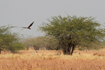 Pallid Harrier    Circus macrourus