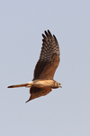 Pallid Harrier    