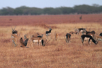 Pallid Harrier    Circus macrourus