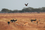 Pallid Harrier    