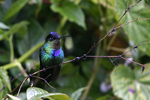 Fiery-throated Hummingbird    