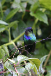 Fiery-throated Hummingbird    Panterpe insignis