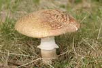 Panther Cap   Amanita pantherina