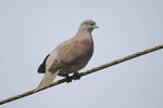 Pale-vented Pigeon    